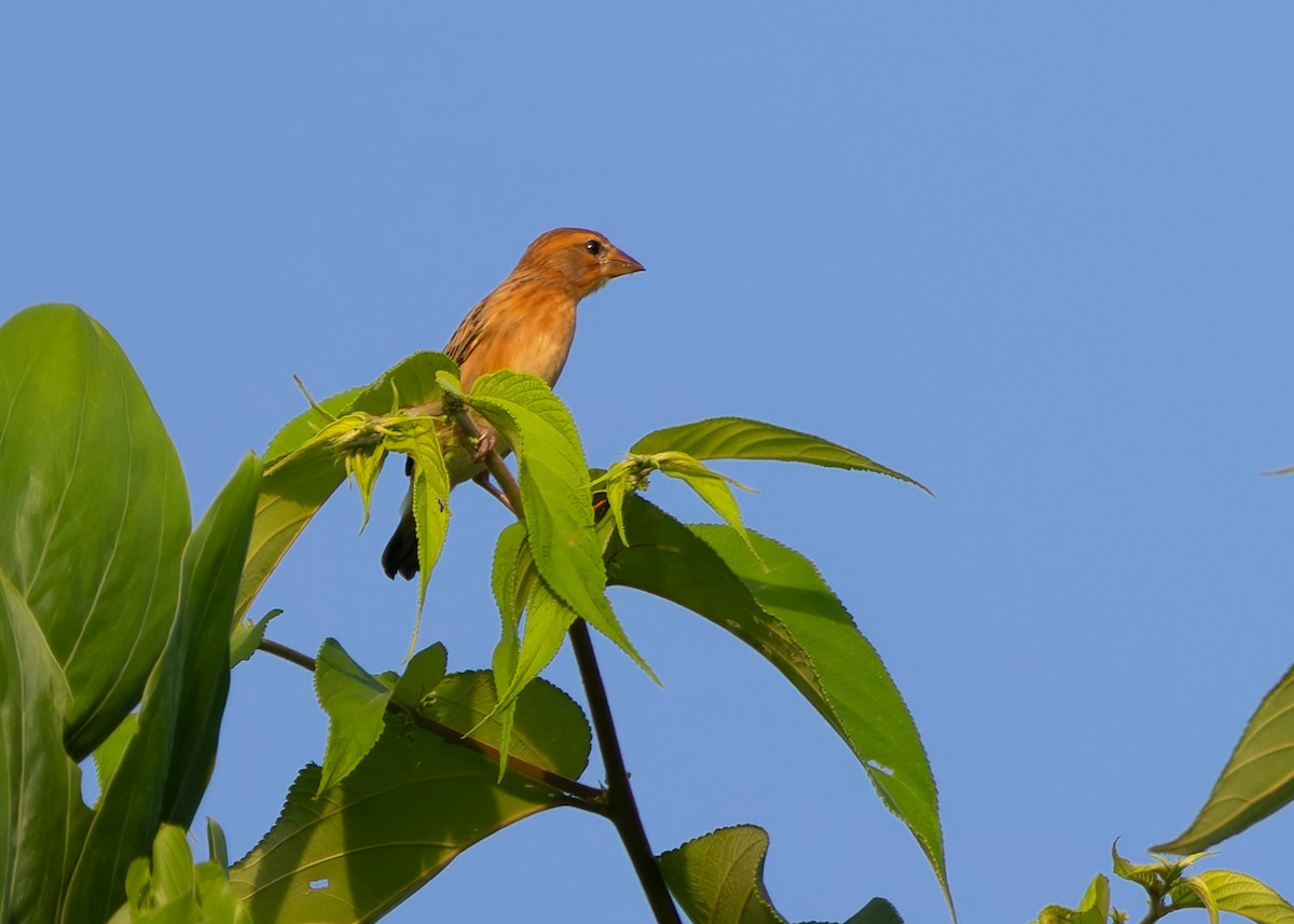 Baya Weaver - ML628030000