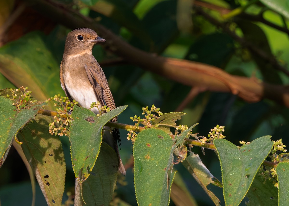 Blue-and-white Flycatcher - ML628030001