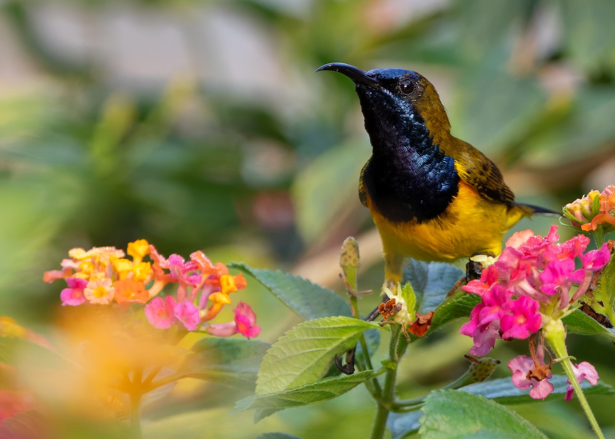 Ornate Sunbird (Ornate) - ML628030005