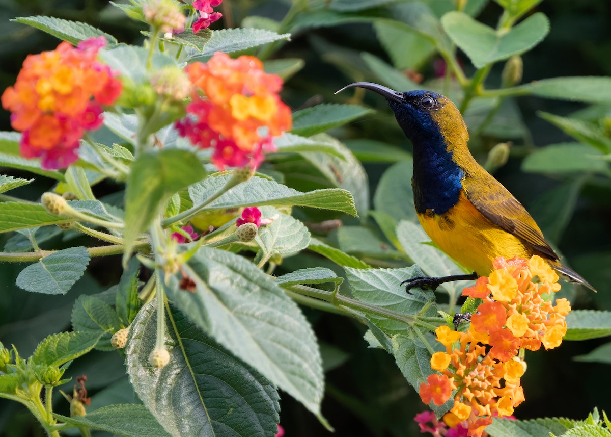 Ornate Sunbird (Ornate) - ML628030006