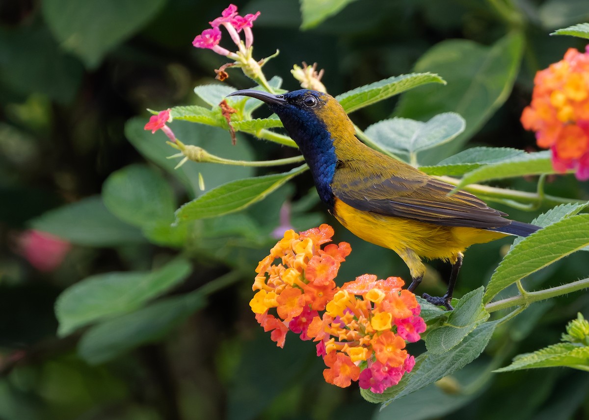 Ornate Sunbird (Ornate) - ML628030007