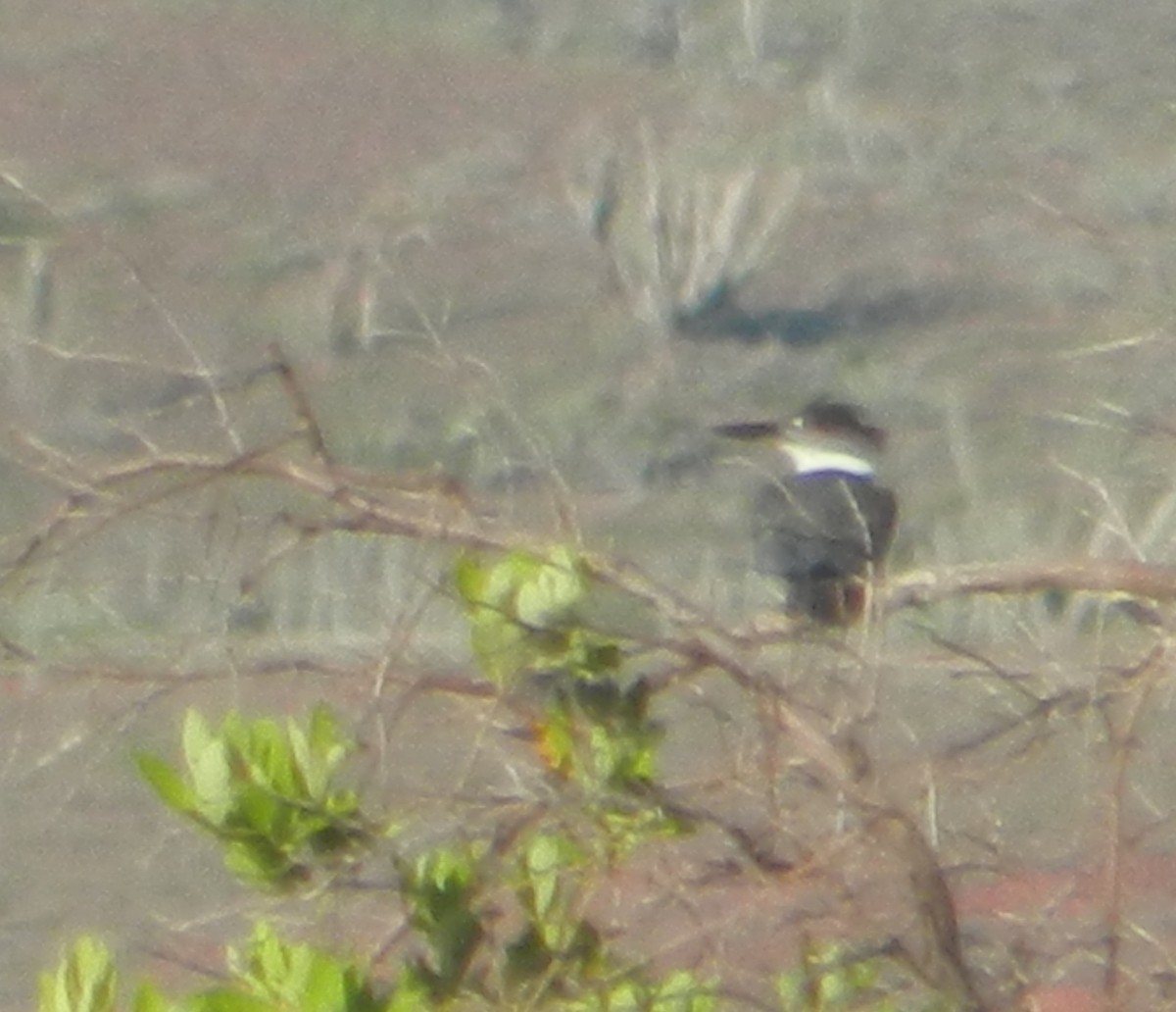 Belted Kingfisher - ML628030064