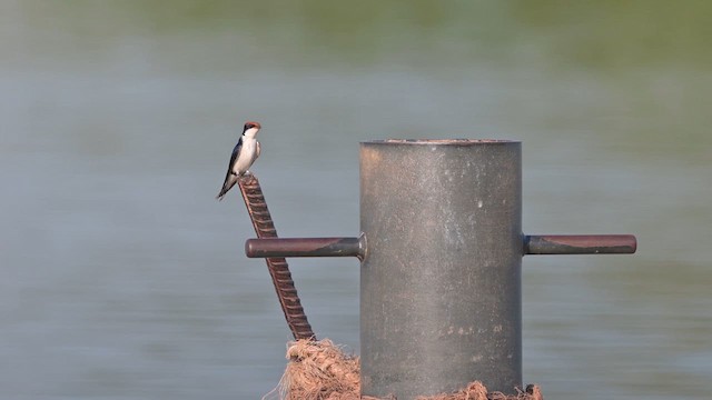 Wire-tailed Swallow - ML628030151