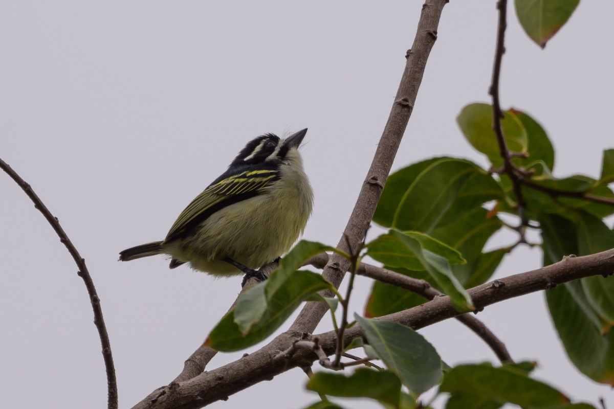 Yellow-rumped Tinkerbird - ML628030189