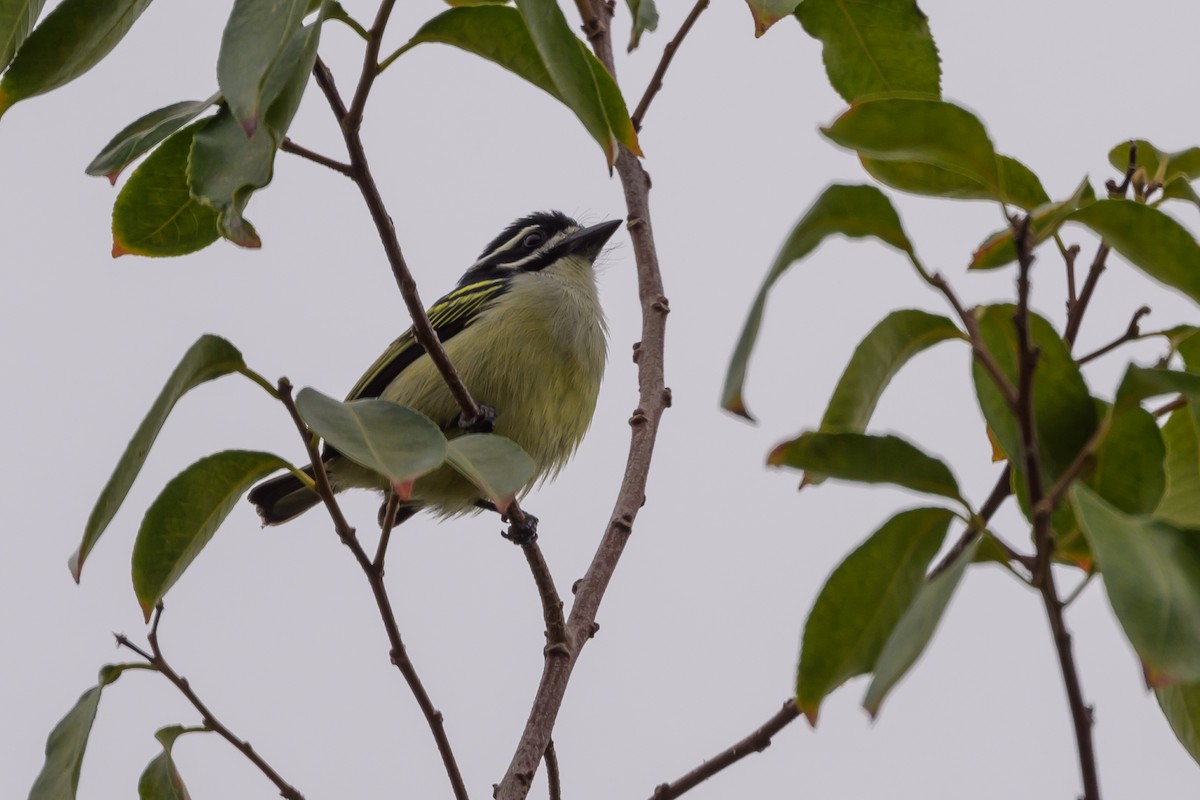 Yellow-rumped Tinkerbird - ML628030190