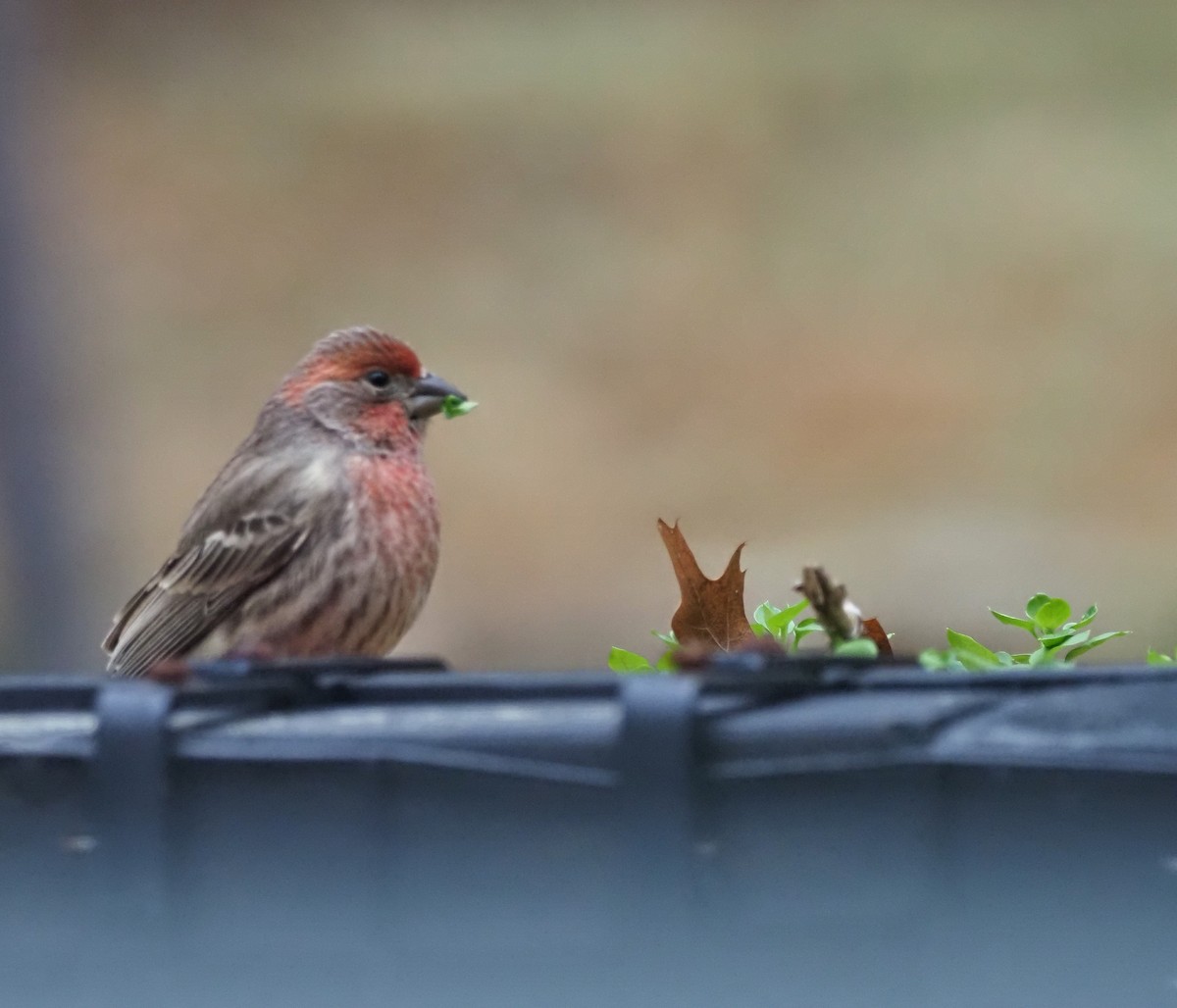 House Finch - ML628030236