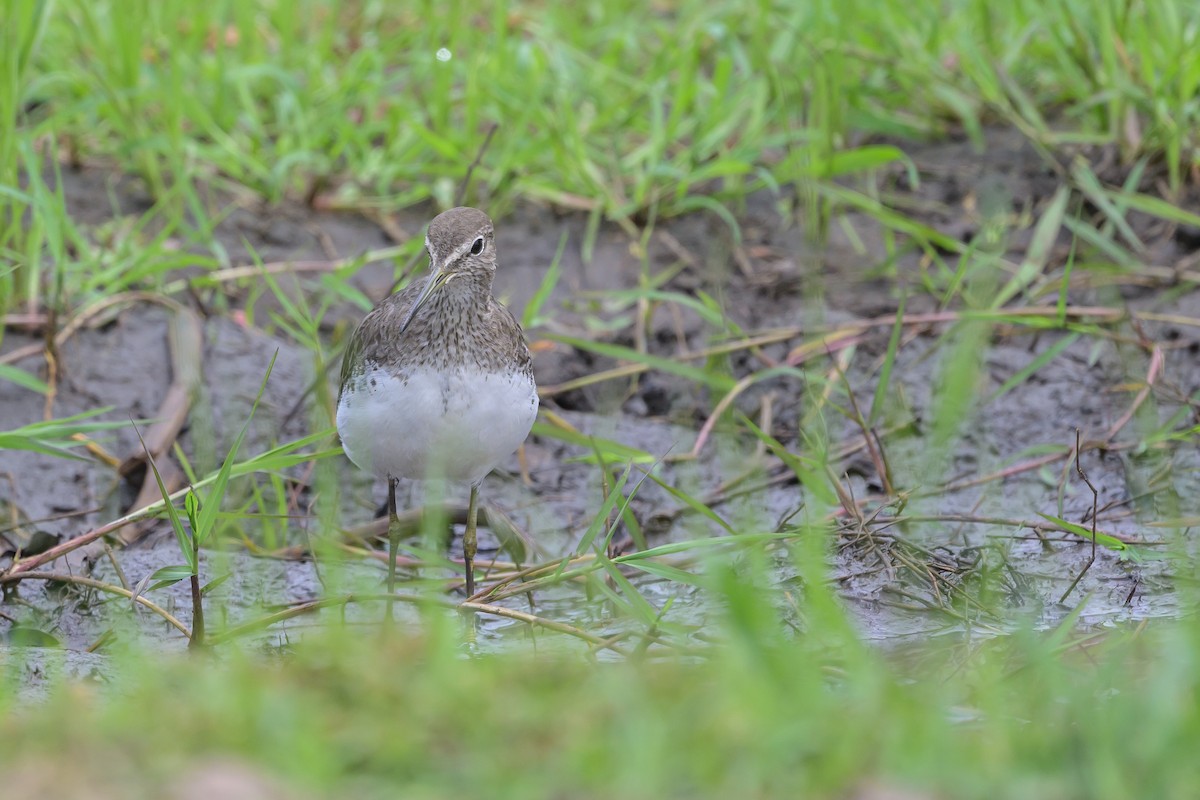 Waldwasserläufer - ML628030269