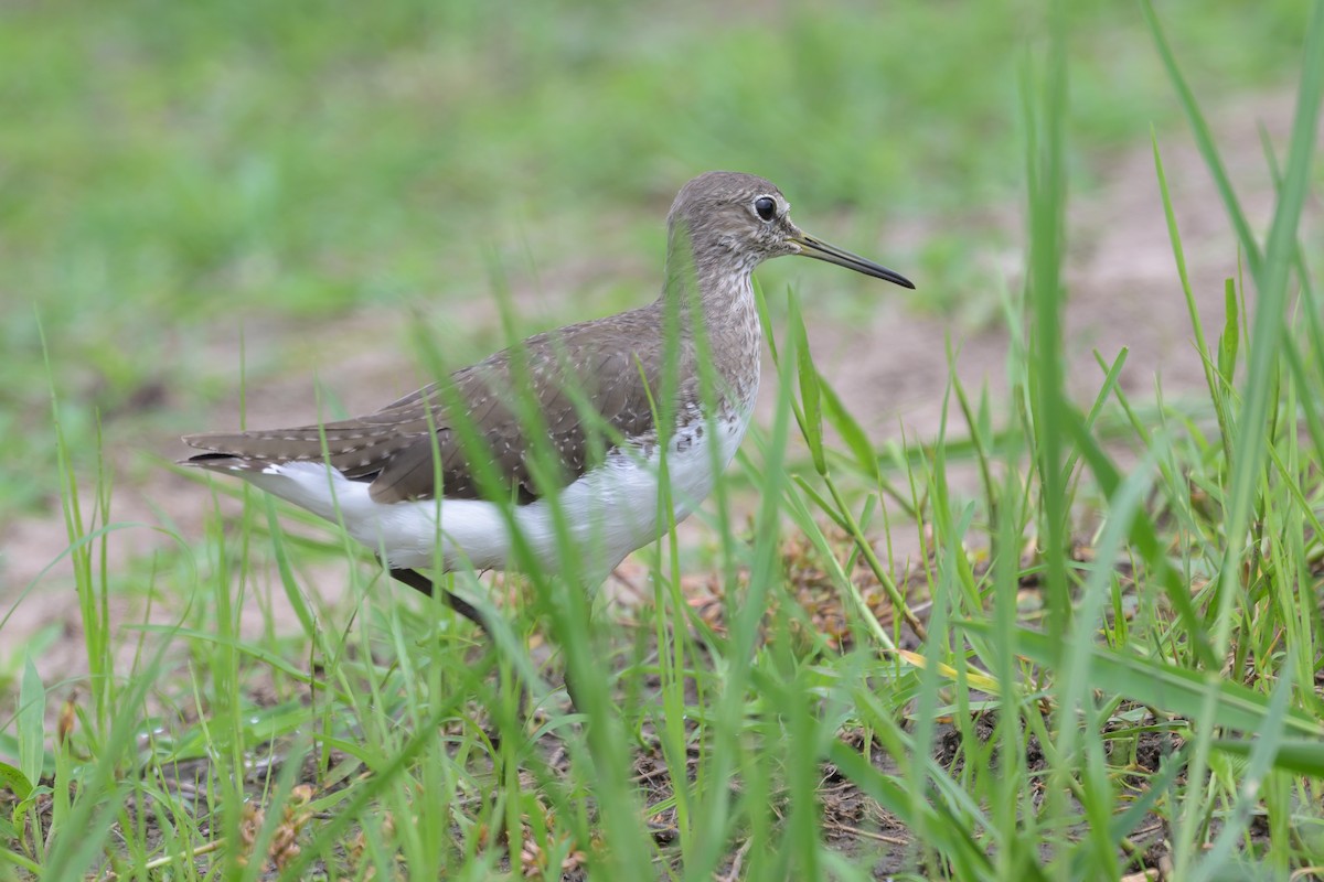 Waldwasserläufer - ML628030270