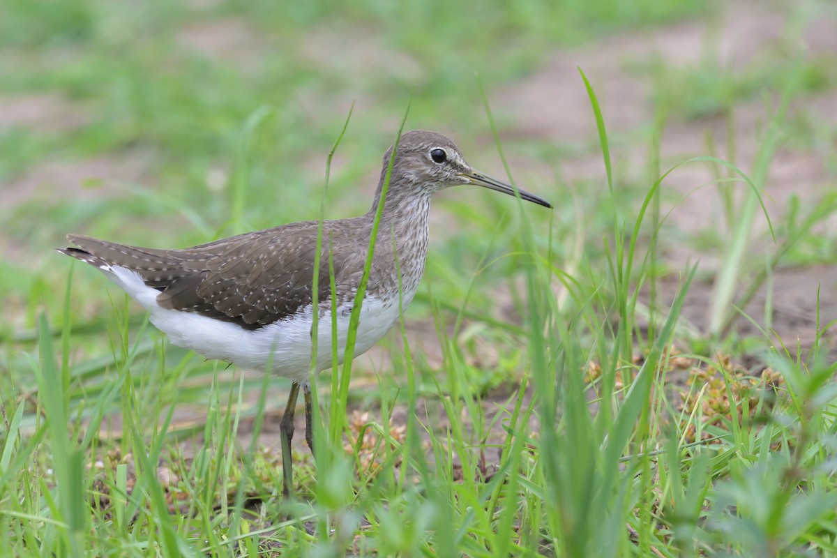 Waldwasserläufer - ML628030271