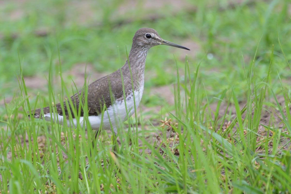 Waldwasserläufer - ML628030272