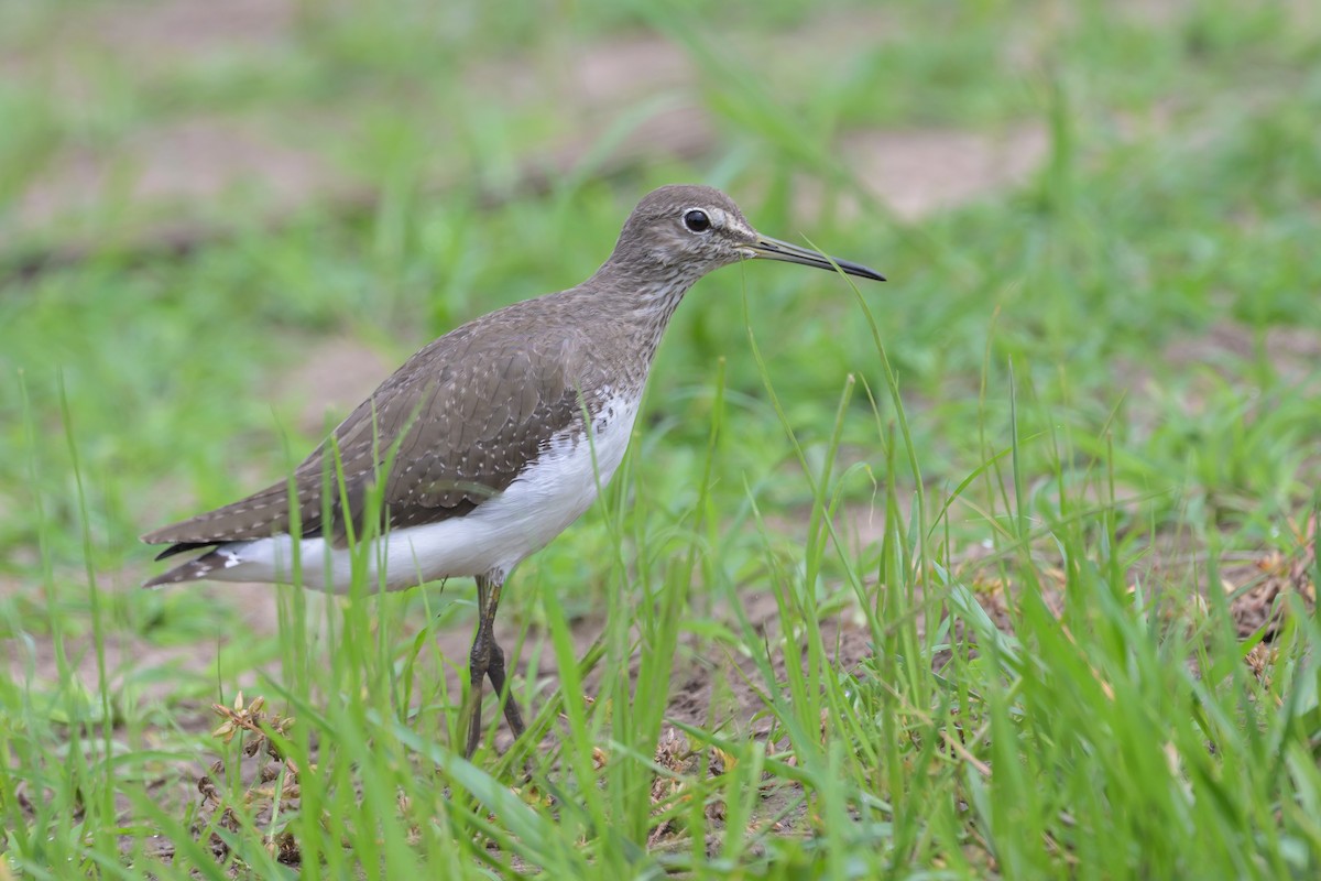 Waldwasserläufer - ML628030273