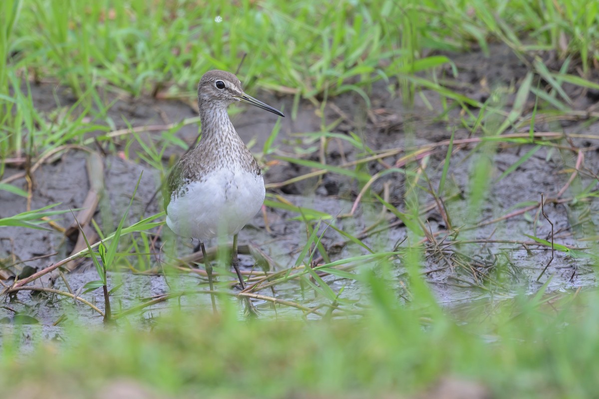 Waldwasserläufer - ML628030274