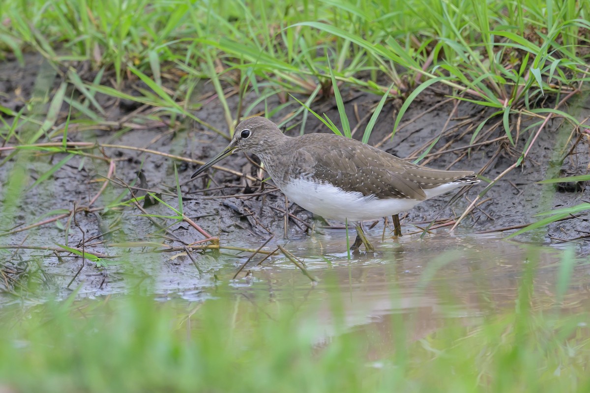 Waldwasserläufer - ML628030276