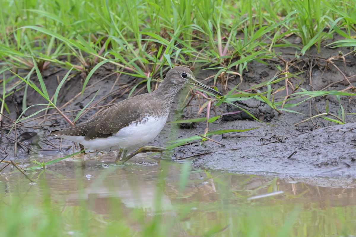 Waldwasserläufer - ML628030277