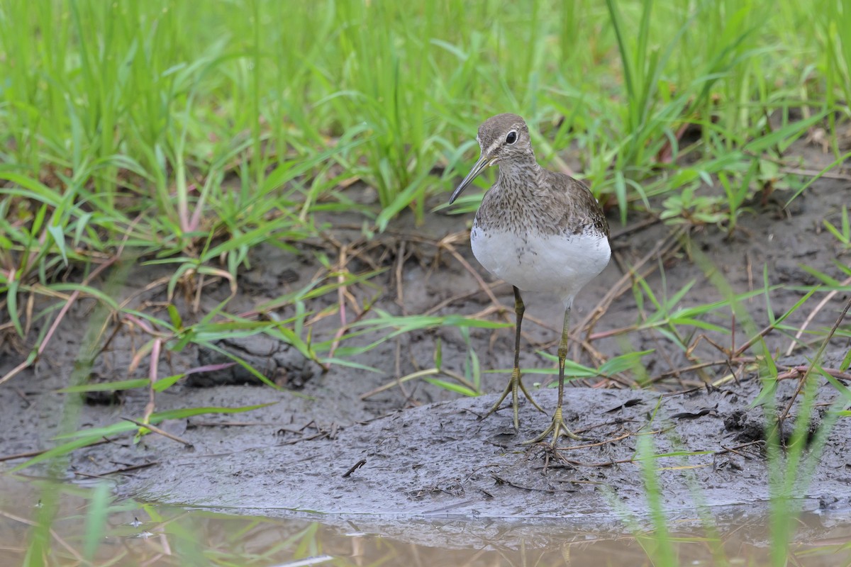 Waldwasserläufer - ML628030278