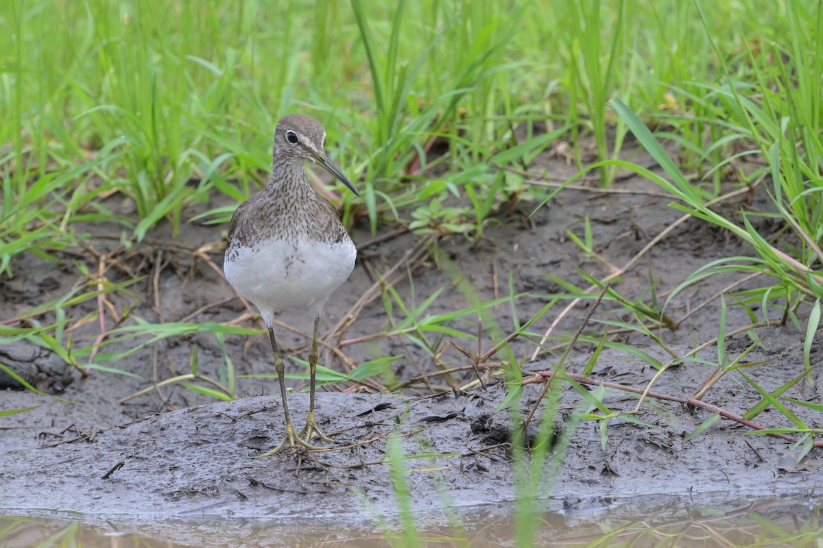 Waldwasserläufer - ML628030279