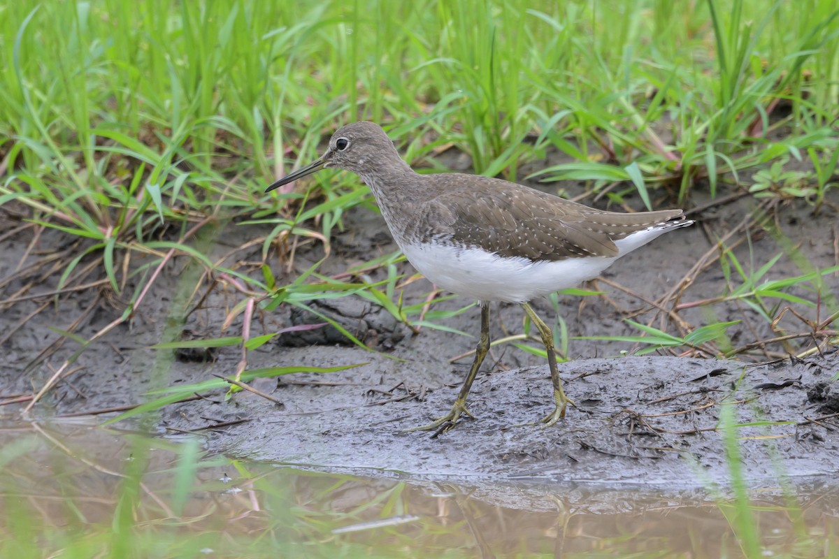 Waldwasserläufer - ML628030280