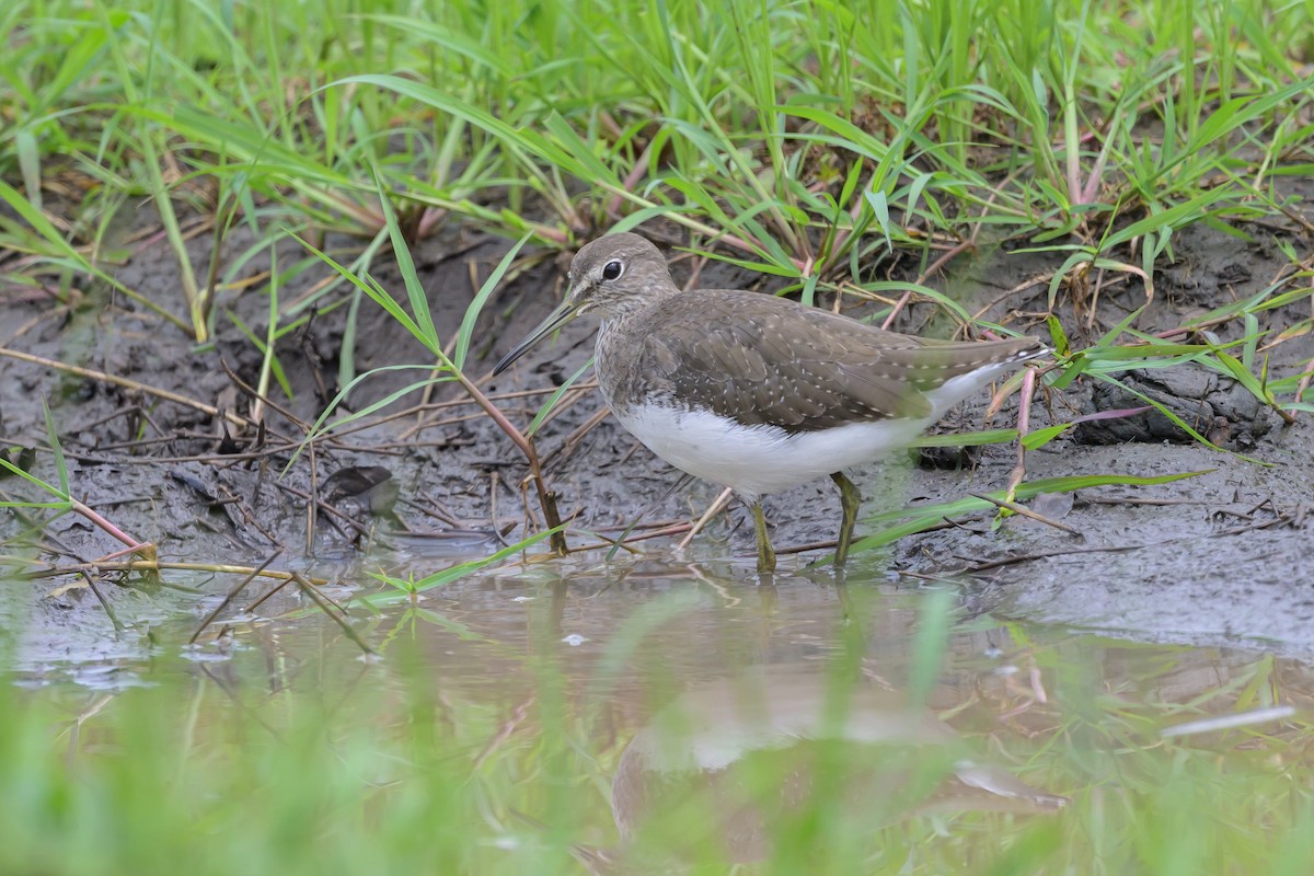 Waldwasserläufer - ML628030281