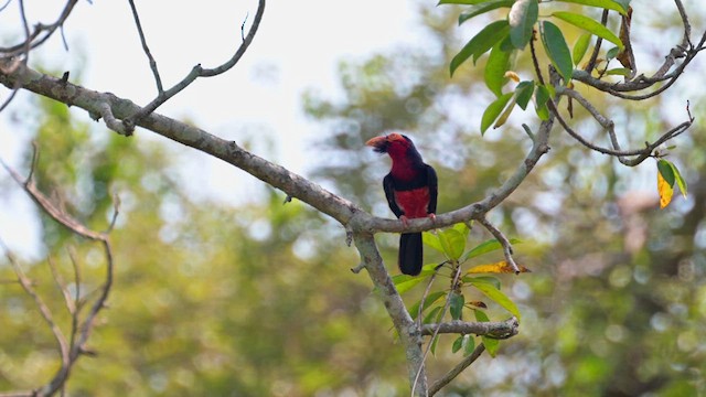 Furchenschnabel-Bartvogel - ML628030290