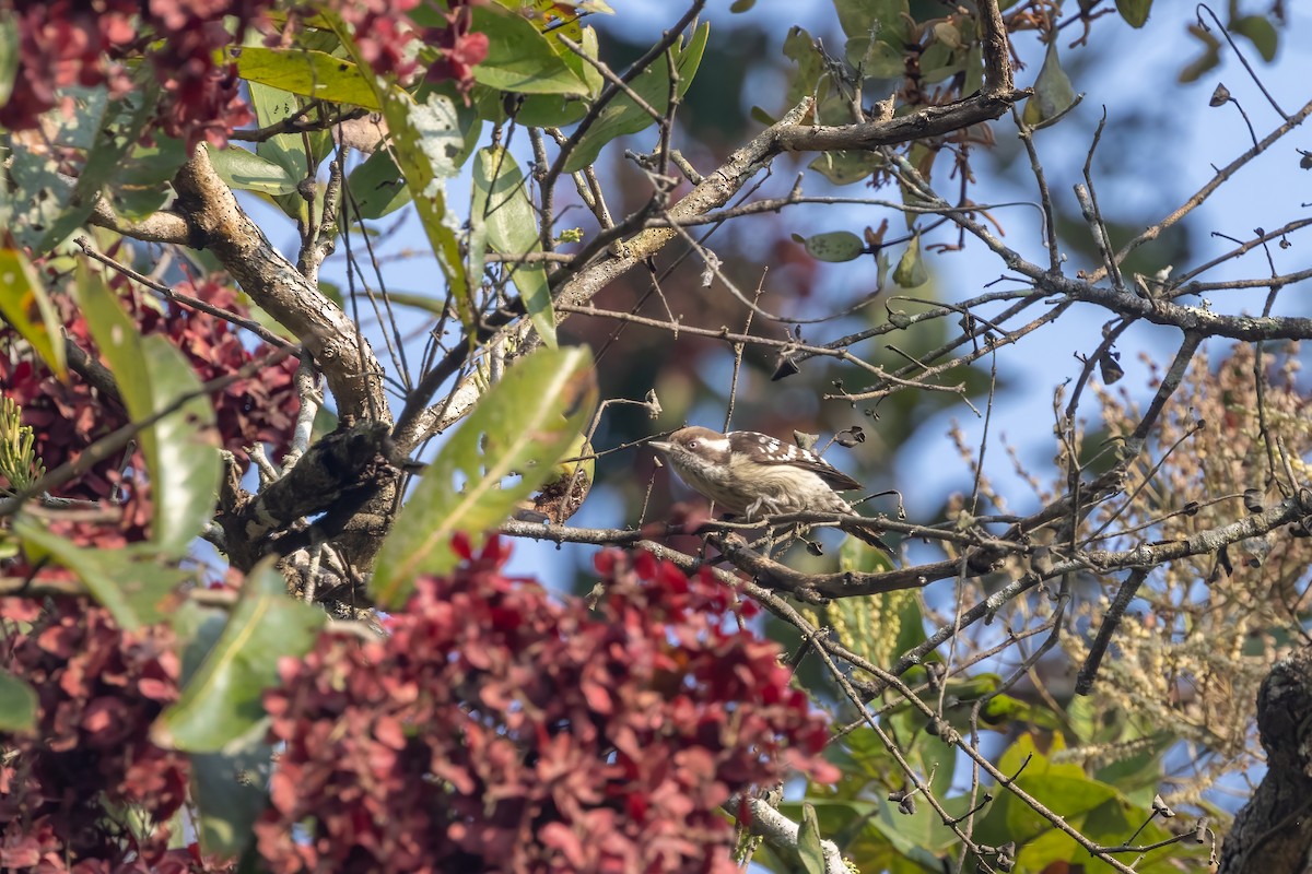 Brown-capped Pygmy Woodpecker - ML628030340