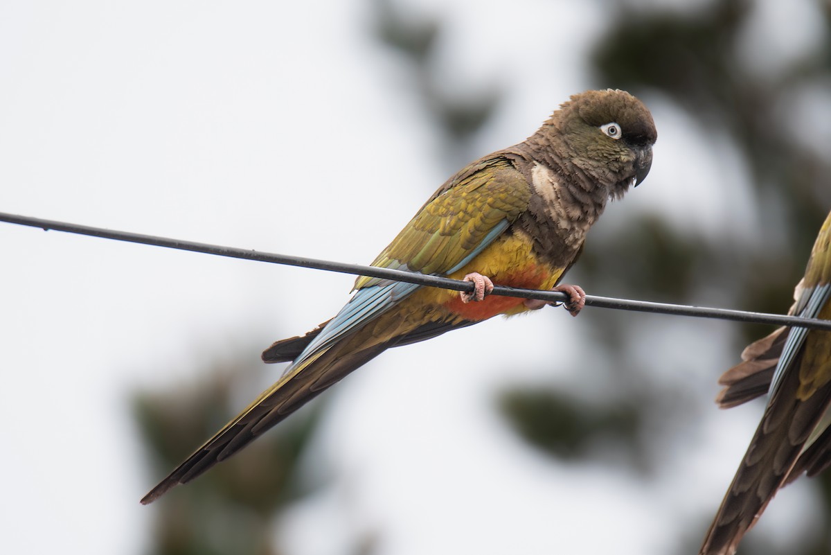 Conure de Patagonie - ML628030404