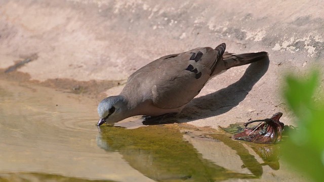 Black-billed Wood-Dove - ML628030482