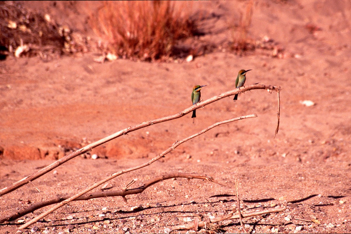 Abejaruco Australiano - ML628030495
