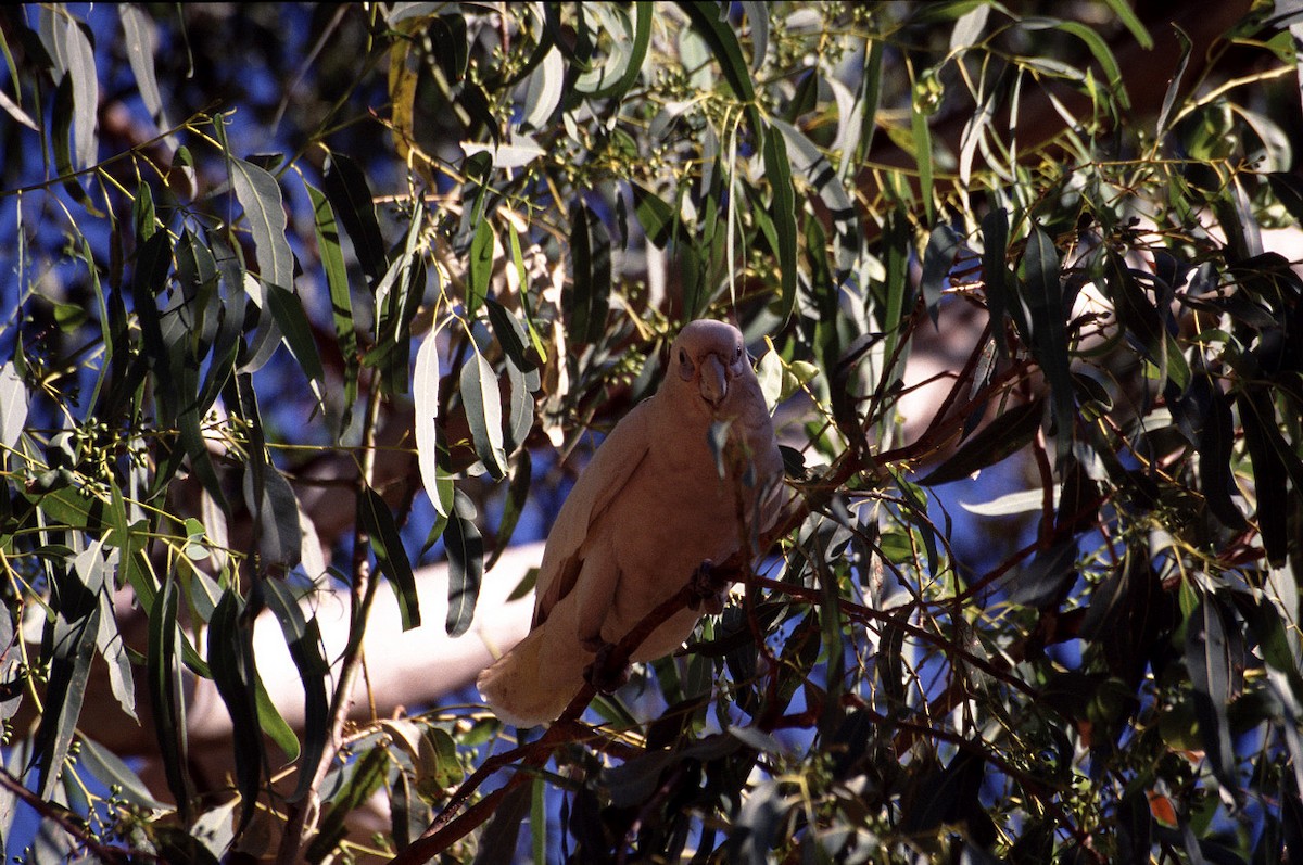 Cacatúa Sanguínea - ML628030509