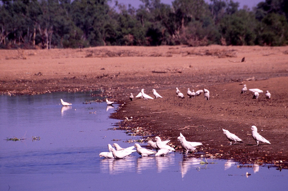 Cacatúa Sanguínea - ML628030548