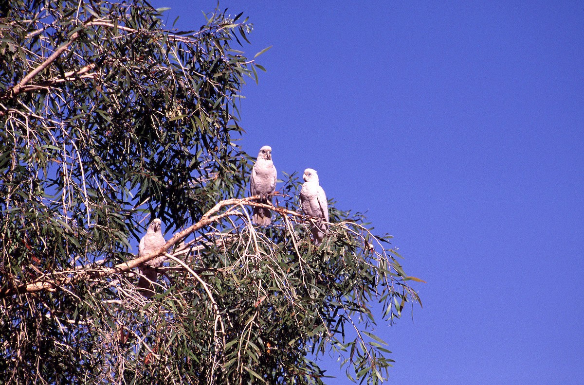 Cacatúa Sanguínea - ML628030550