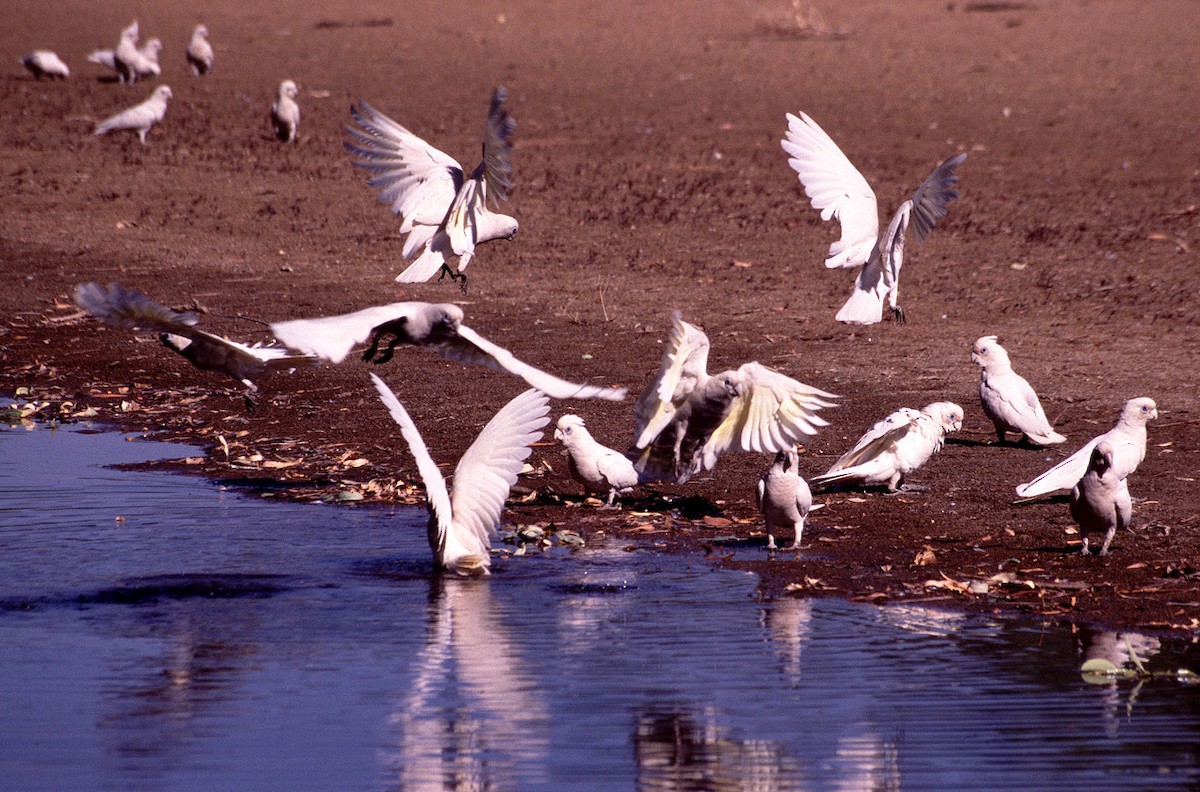 Cacatúa Sanguínea - ML628030551