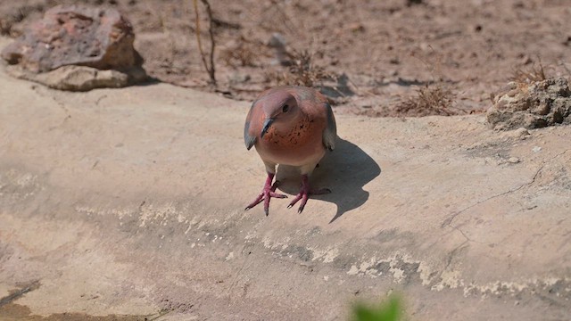 Laughing Dove - ML628030616