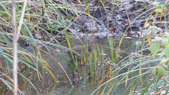 Water Rail - ML628030617