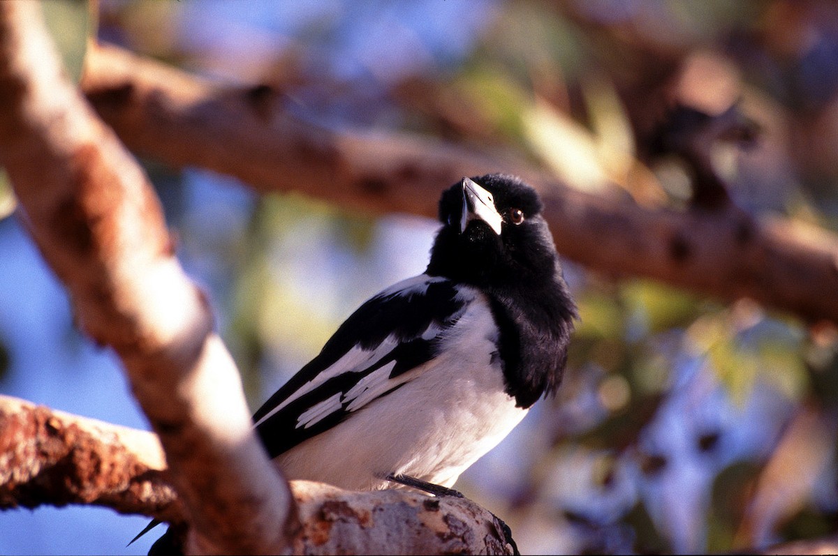 Pied Butcherbird - ML628030632