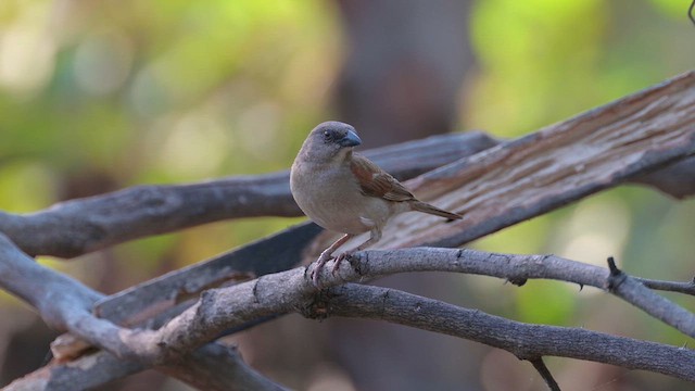Northern Gray-headed Sparrow - ML628030647
