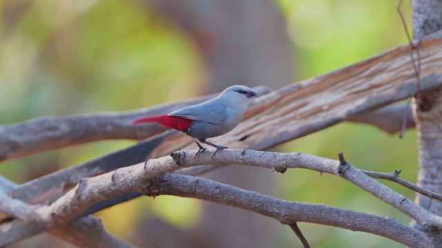Lavender Waxbill - ML628030652