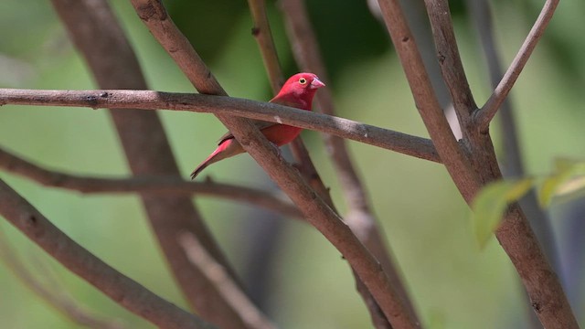 Red-billed Firefinch - ML628030670