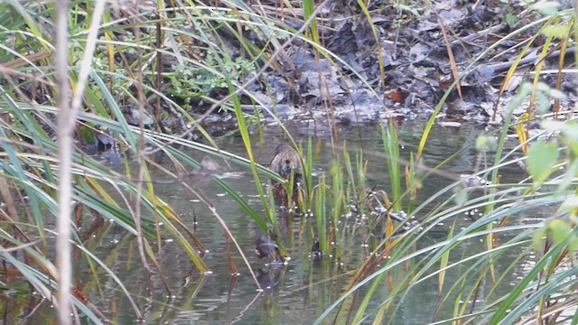 Water Rail - ML628030728
