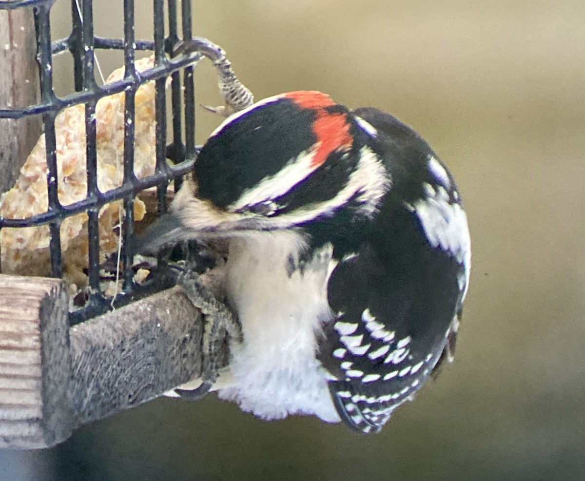 Hairy Woodpecker (Eastern) - ML628030795