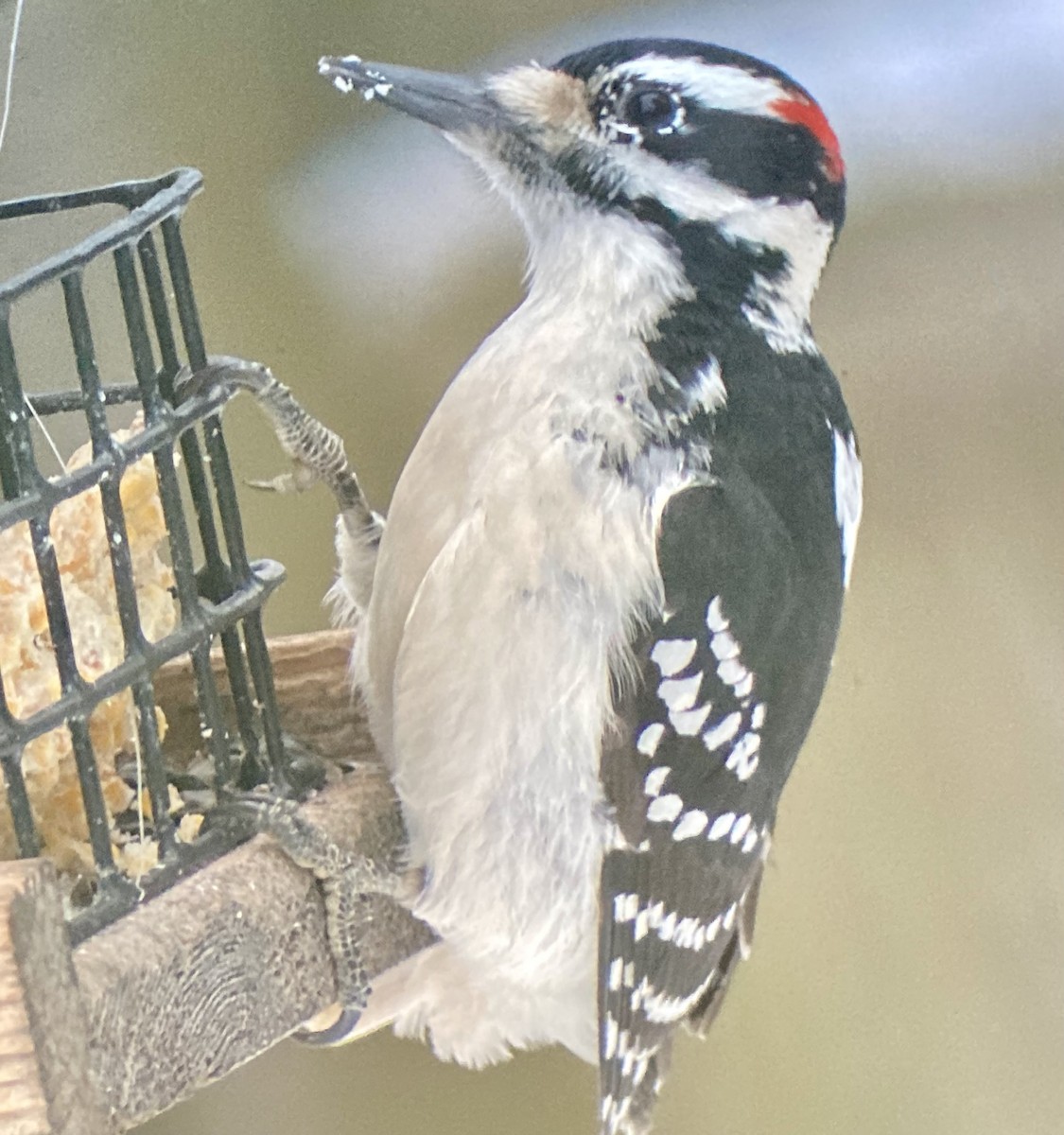 Hairy Woodpecker (Eastern) - ML628030796