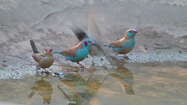 Black-rumped Waxbill - ML628030827