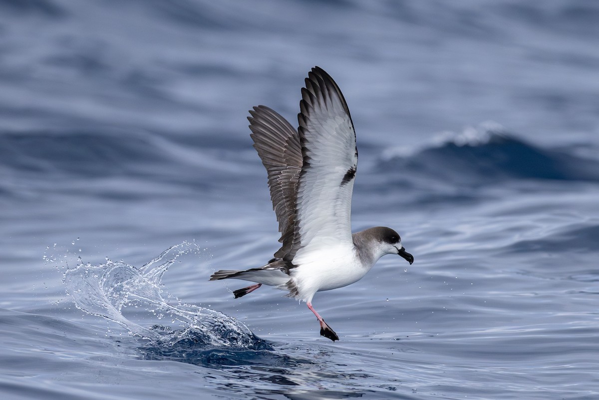 Juan Fernandez Petrel - ML628030837