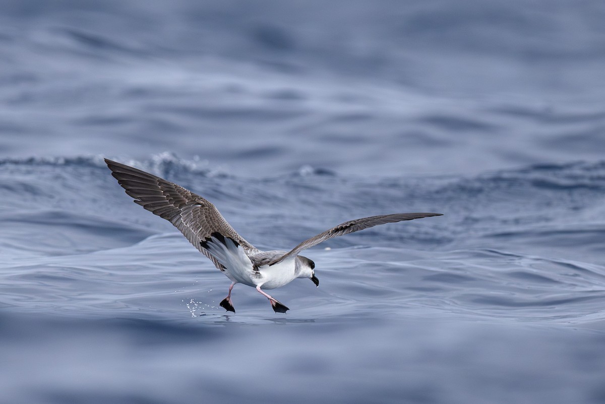 Juan Fernandez Petrel - ML628030842
