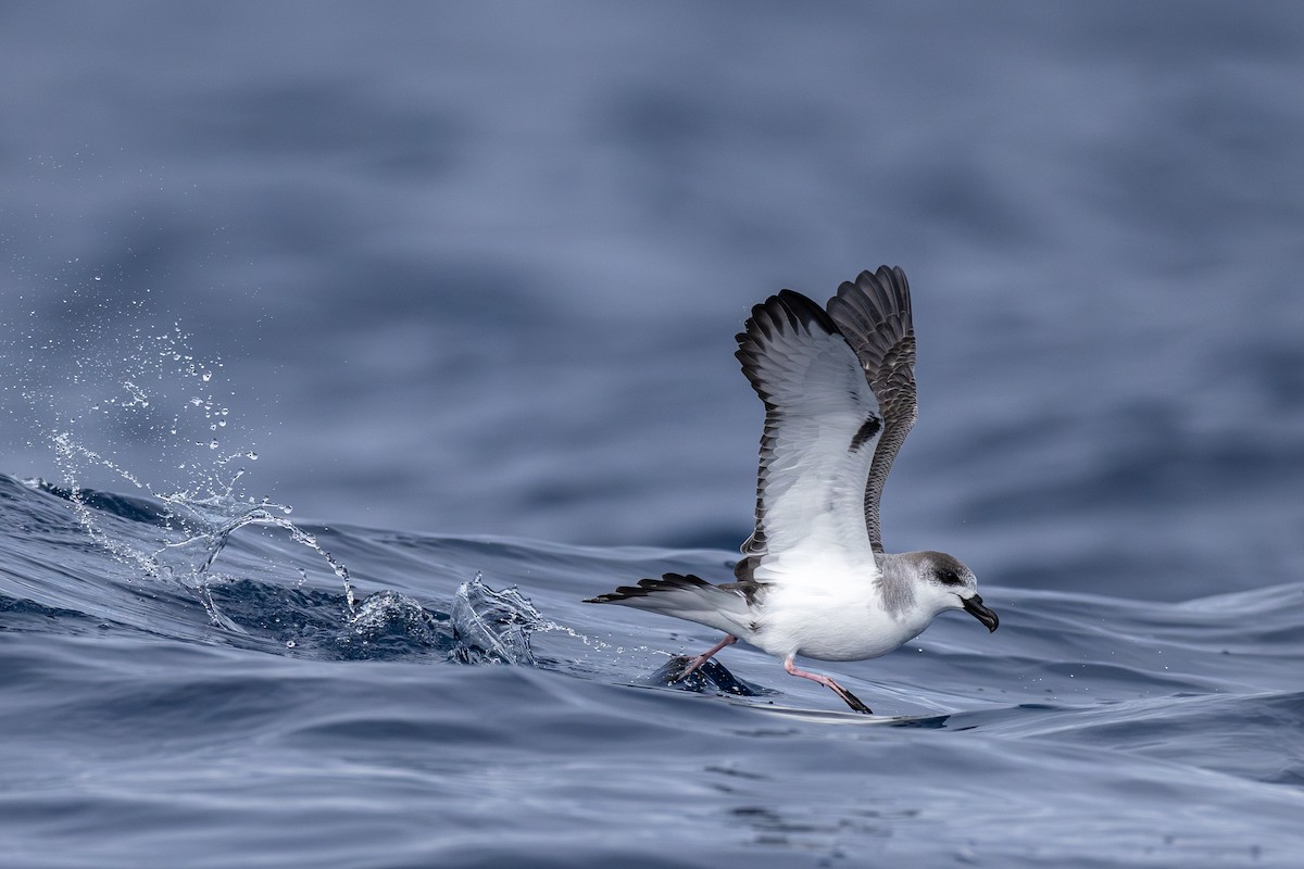 Juan Fernandez Petrel - ML628030843