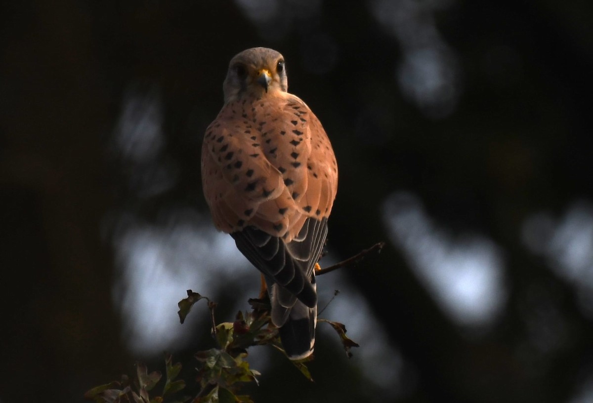 Eurasian Kestrel - ML628030853