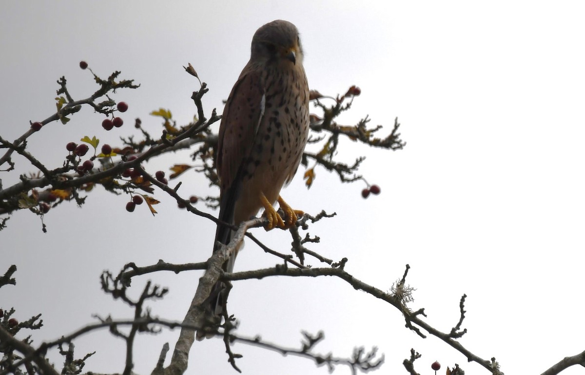 Eurasian Kestrel - ML628030854
