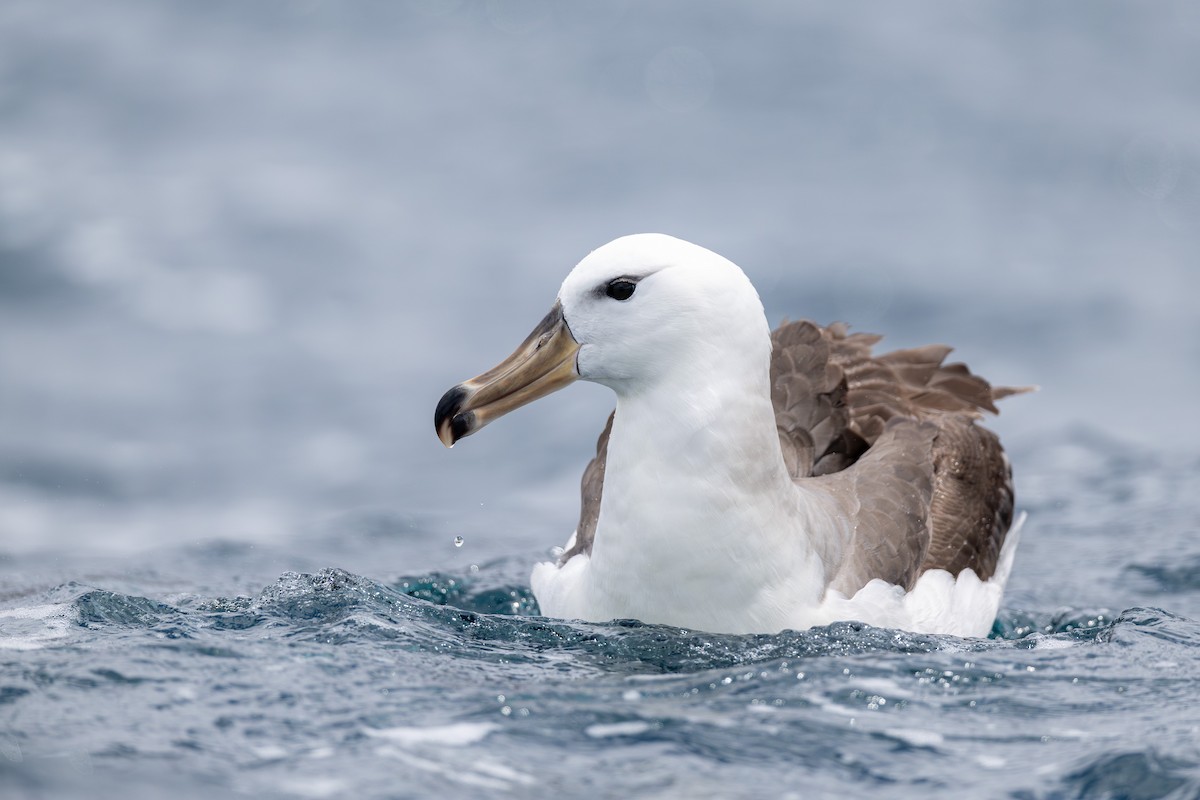 マユグロアホウドリ（melanophris） - ML628030928