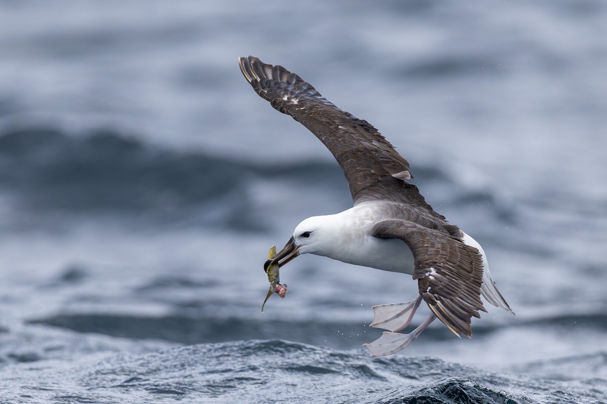 マユグロアホウドリ（melanophris） - ML628030929