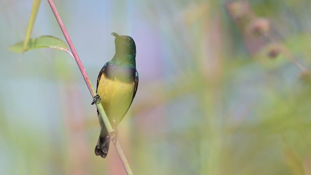 Variable Sunbird - ML628030953