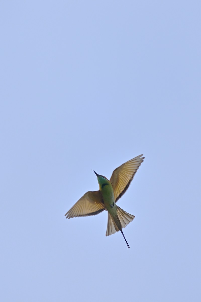 Asian Green Bee-eater - ML628030983